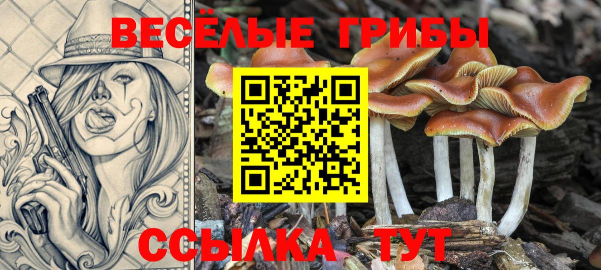 Красногорск  Псилоцибиновые грибы прущие грибы  где найти   Вход с VPN 